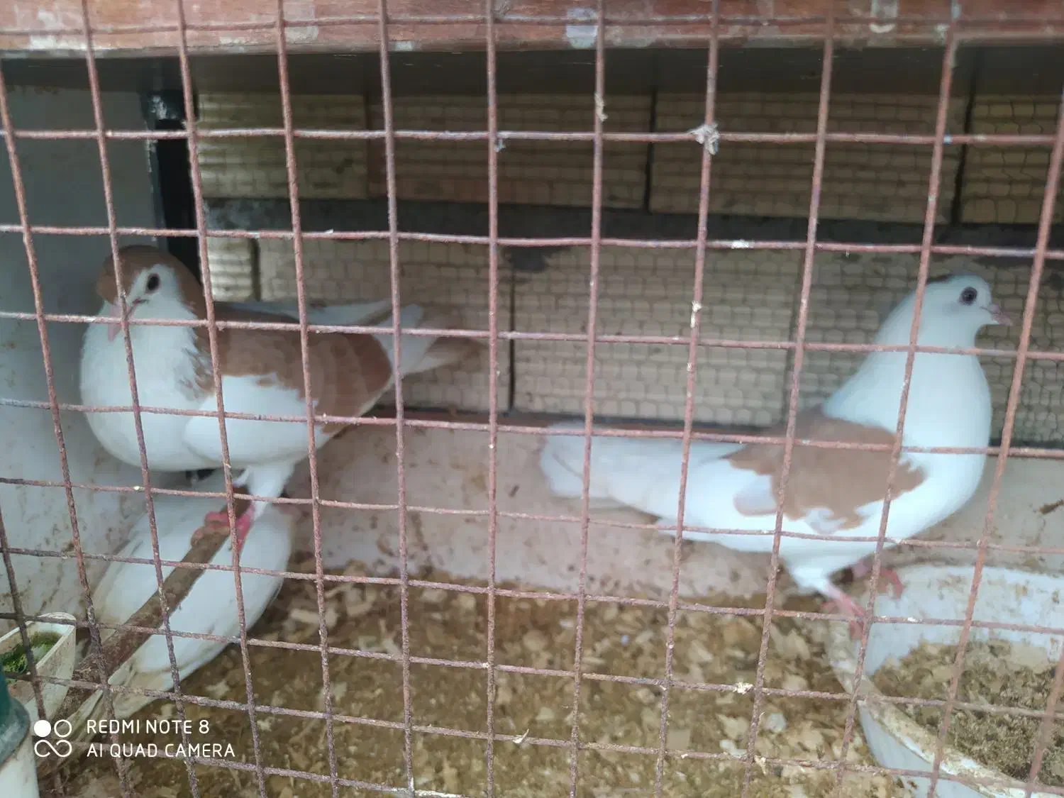 کبوتر تزیینی و زینتی فروش و معاوضه|پرنده|رشت, حومه رشت|دیوار