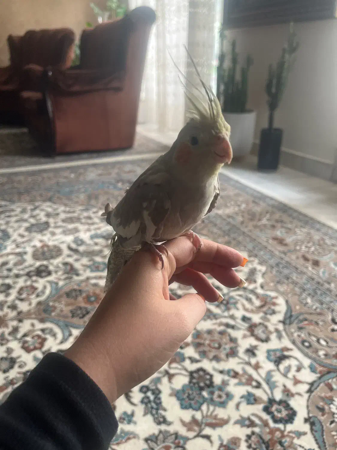 عروس هلندی|پرنده|تهران, استقلال|دیوار