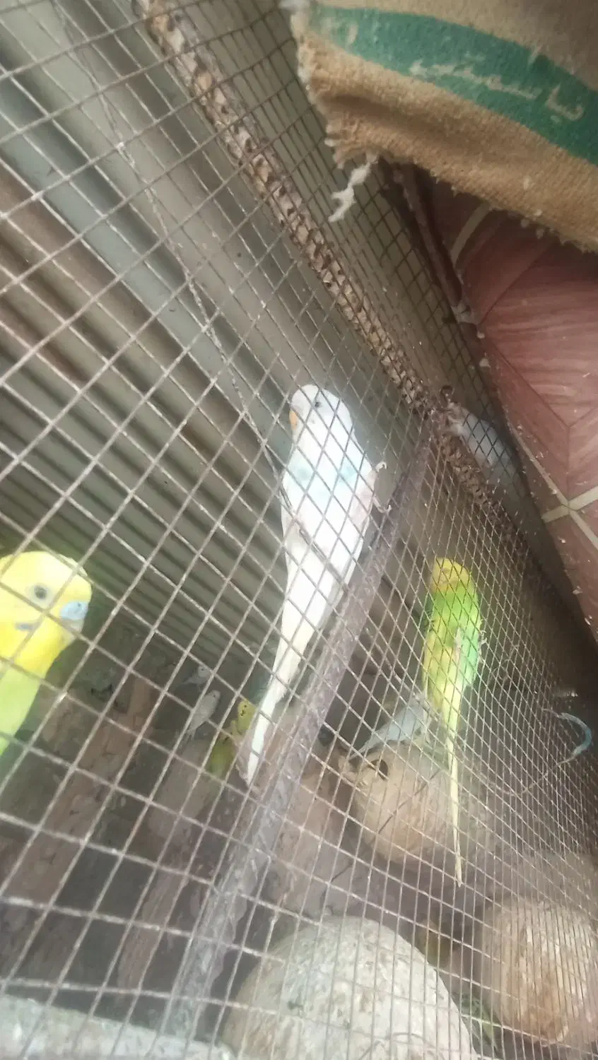 مرغ عشق|پرنده|میناب, |دیوار