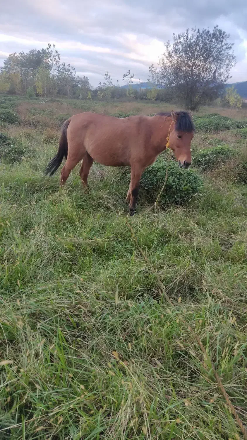 فروش اسب باری و سواری|اسب و تجهیزات اسبسواری|واجارگاه, |دیوار