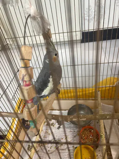 جوجه عروس هلندی ۱ماهه|پرنده|کرج, گلشهر|دیوار