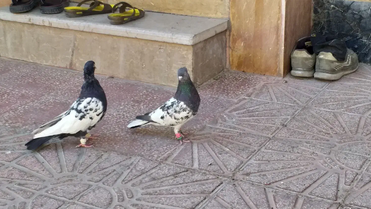 کبوترکله|پرنده|شیراز, فاضل|دیوار