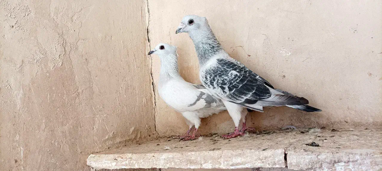 کفترکاشمر|پرنده|کاشمر, |دیوار