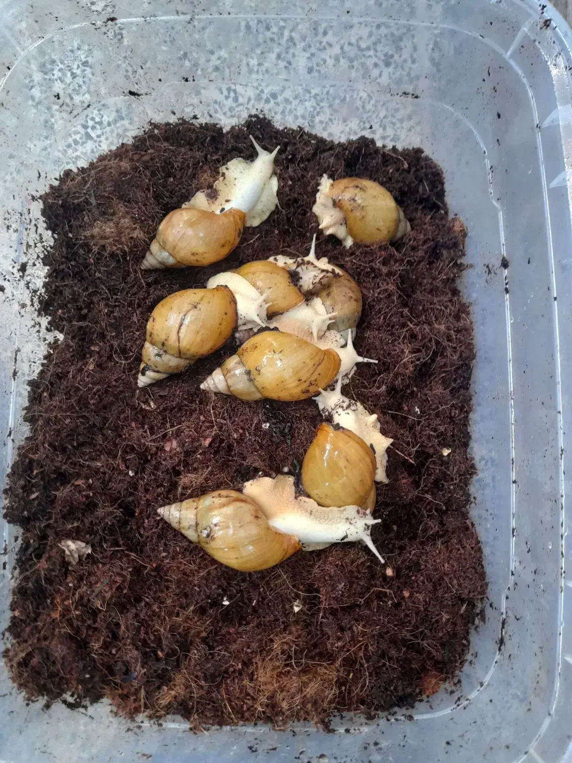 حلزون|خزنده|بندرعباس, |دیوار