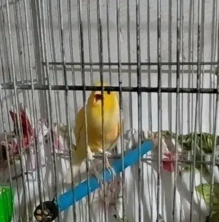 قناری  نر|پرنده|هشتگرد, هشتگرد قدیم|دیوار