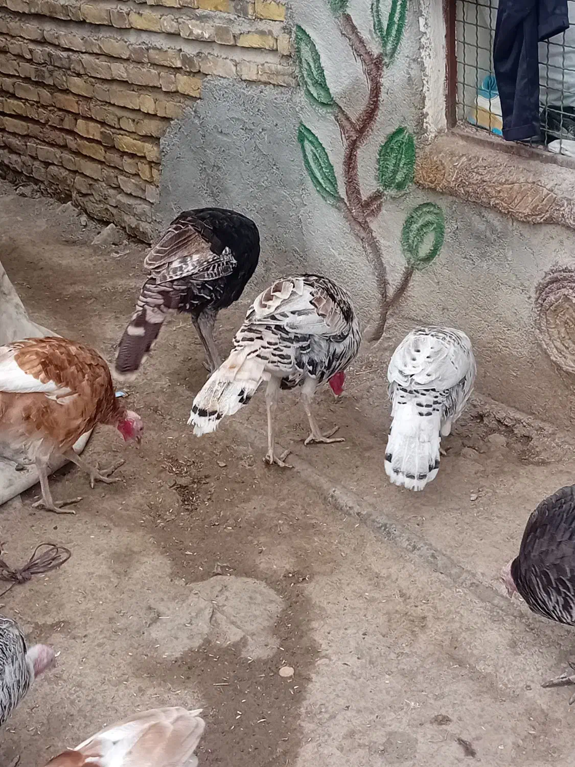 بوقلمون|حیوانات مزرعه|آبش احمد, |دیوار