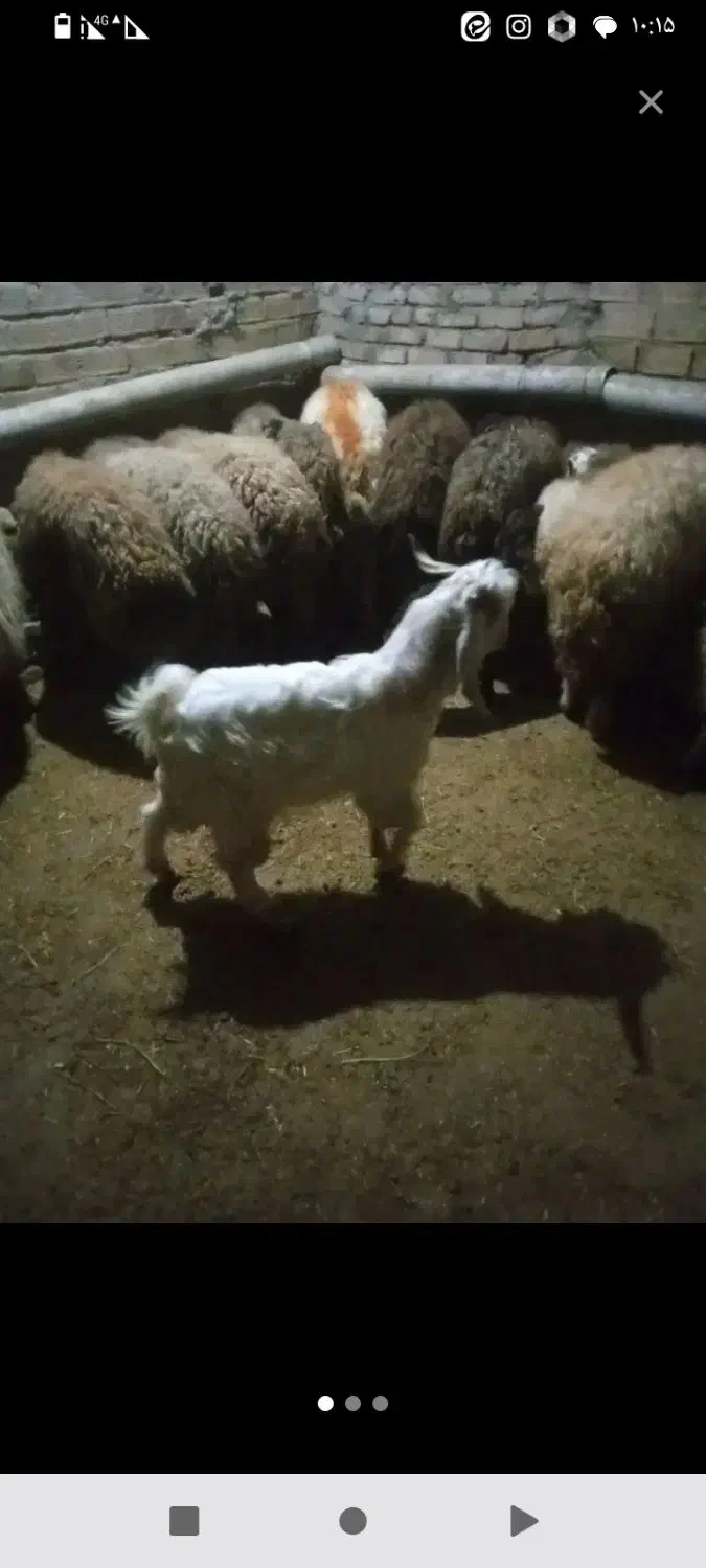 بزغاله نر|حیوانات مزرعه|شیروان (لرستان), |دیوار