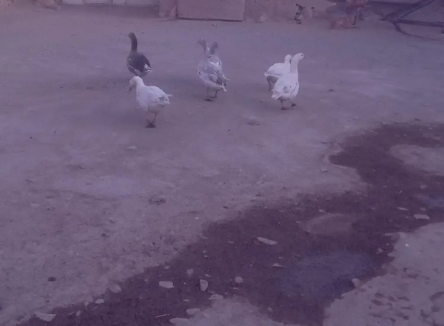 چهارتا غاز فروشی|حیوانات مزرعه|بازفت, |دیوار