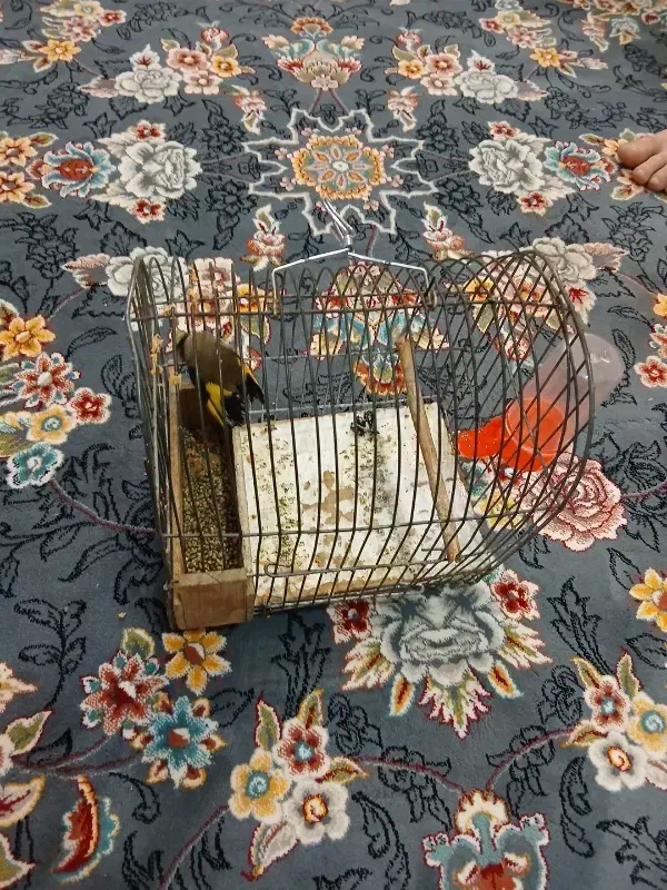 سهره بروجرد|پرنده|بروجرد, |دیوار