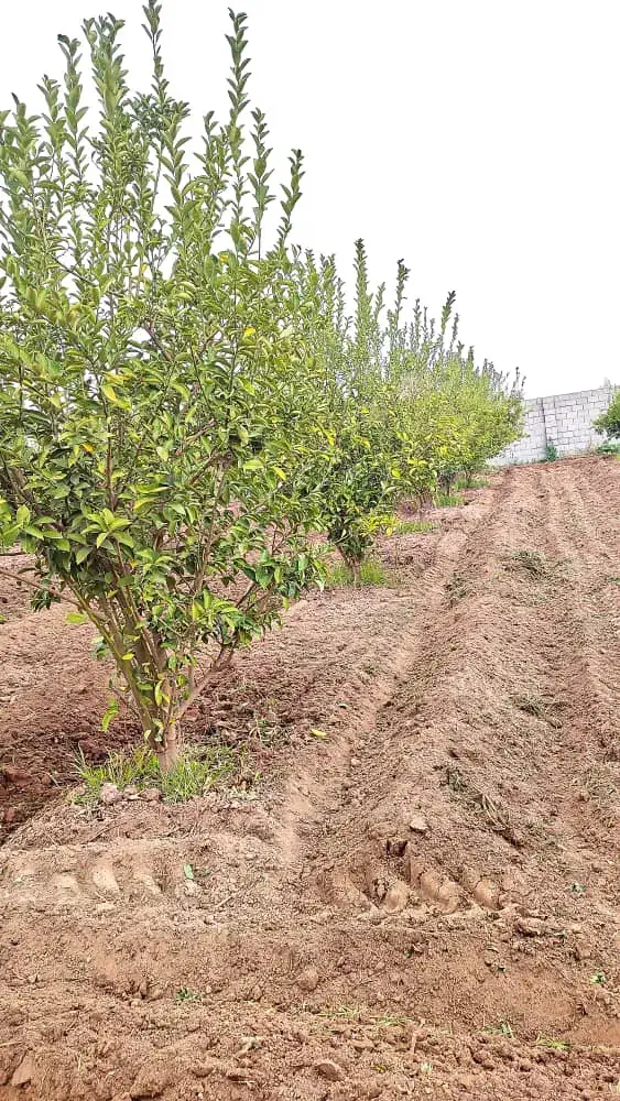فروش استبل/۱۱۰مترنیمه کاره/شوش آبادی داود|فروش دفتر صنعتی، کشاورزی، تجاری|شوش, |دیوار