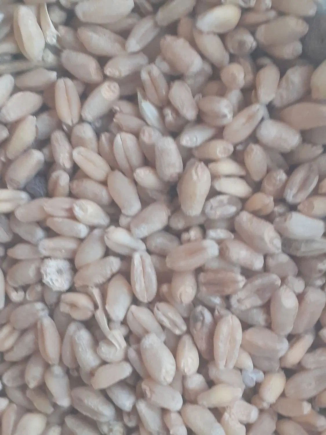گندم وجو|خوردنی و آشامیدنی|بندر ماهشهر, |دیوار