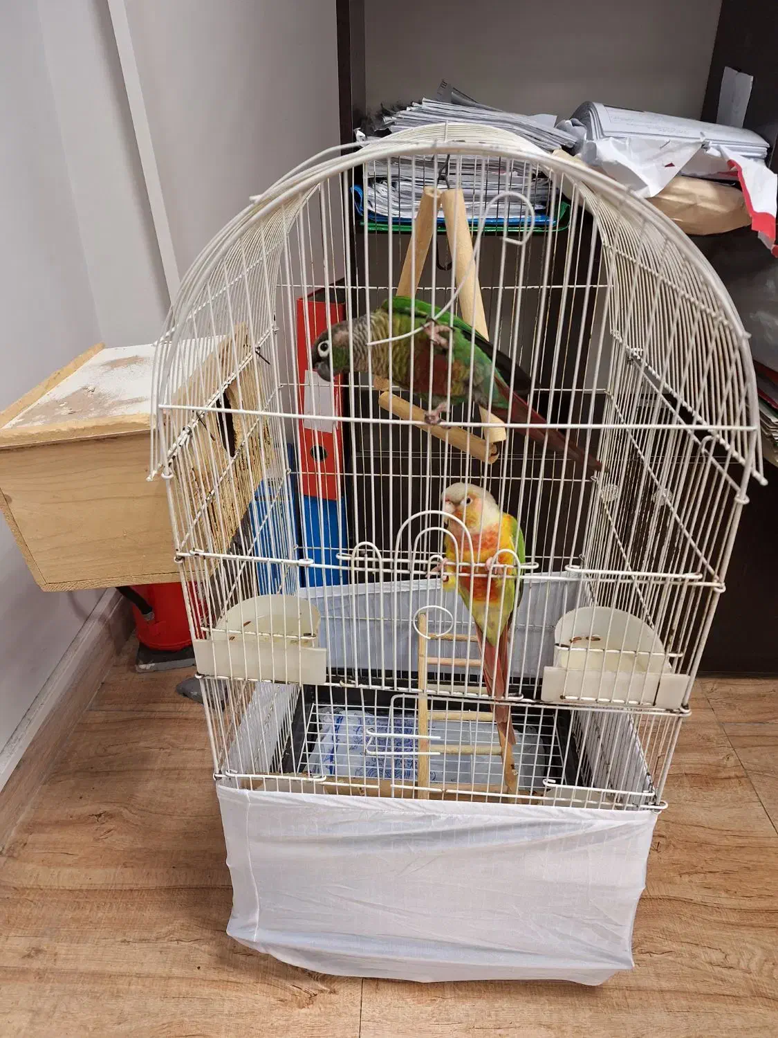 گرینچیک|پرنده|رشت, چله خانه|دیوار