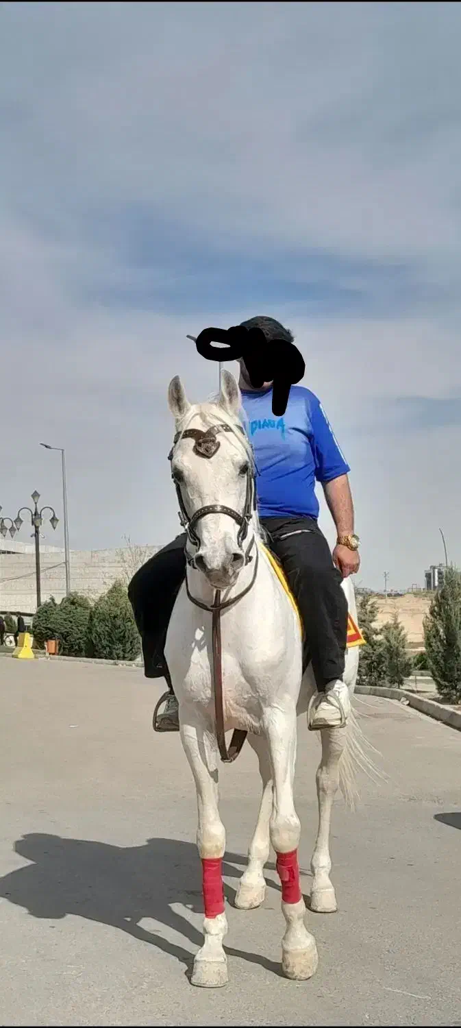 سیلمی|اسب و تجهیزات اسبسواری|اردبیل, |دیوار