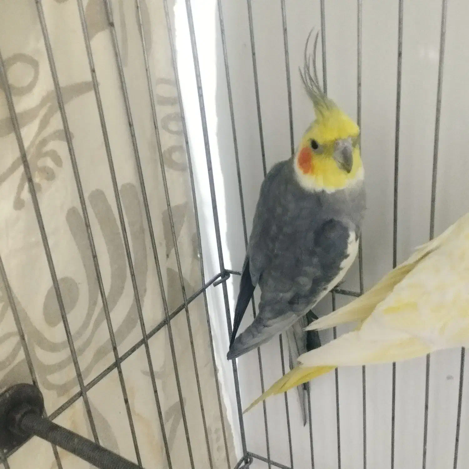 عروس هلندی سخنگو|پرنده|الوند, |دیوار