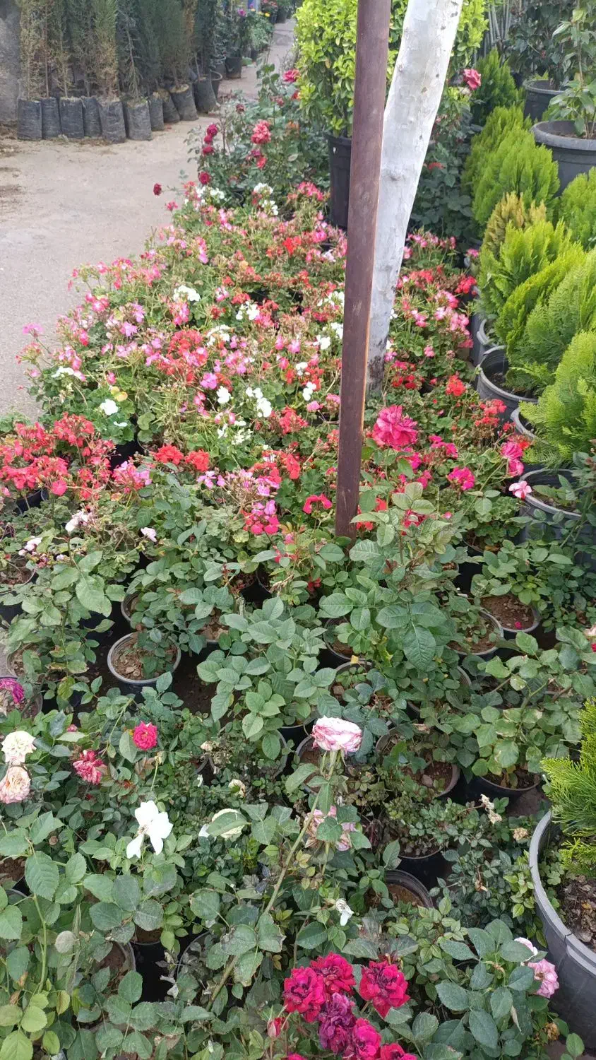 فروش زمین گردشگری سپیدان|فروش زمین و ملک کلنگی|سپیدان, |دیوار