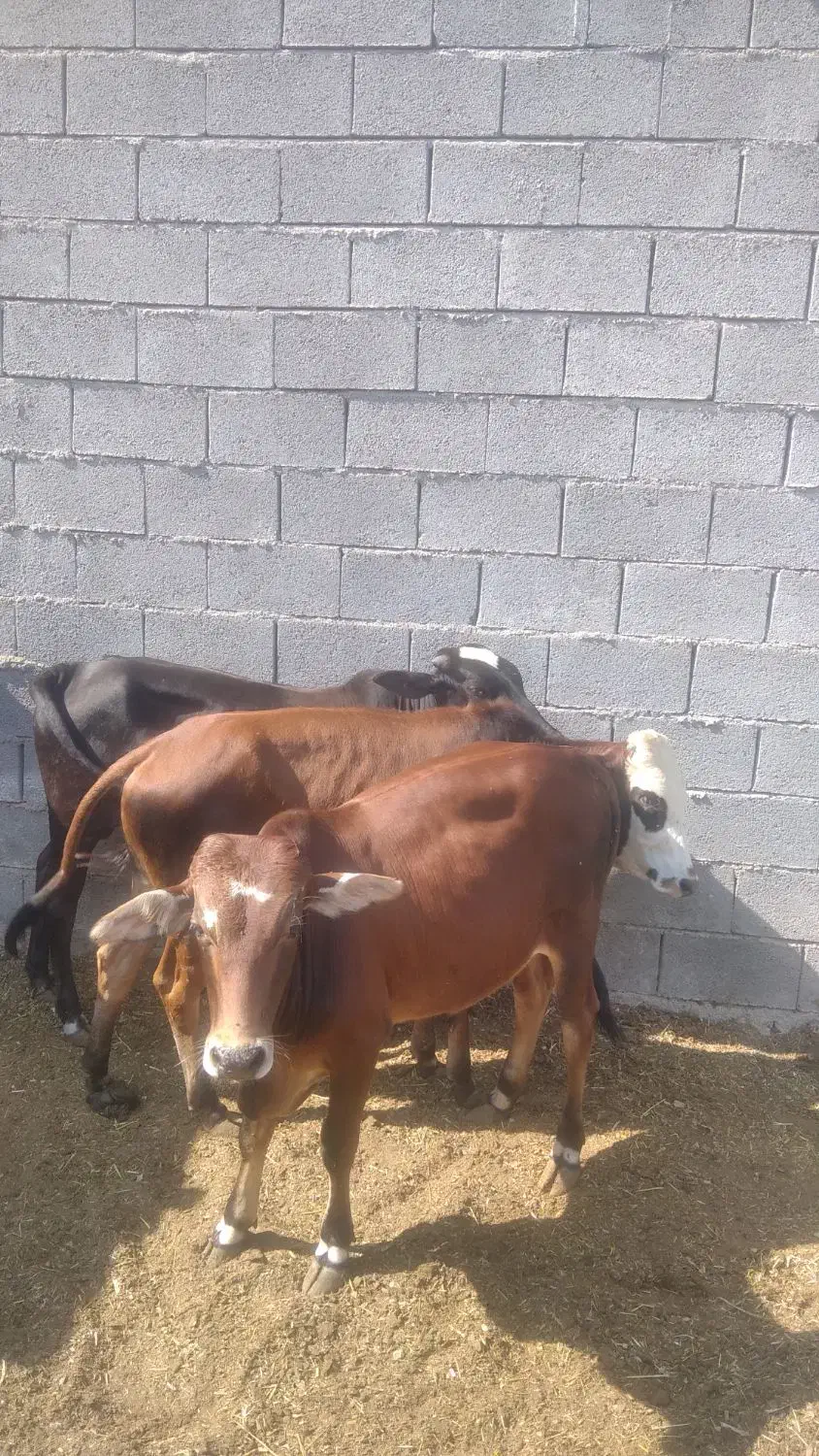 گاو نر|حیوانات مزرعه|بندرعباس, |دیوار