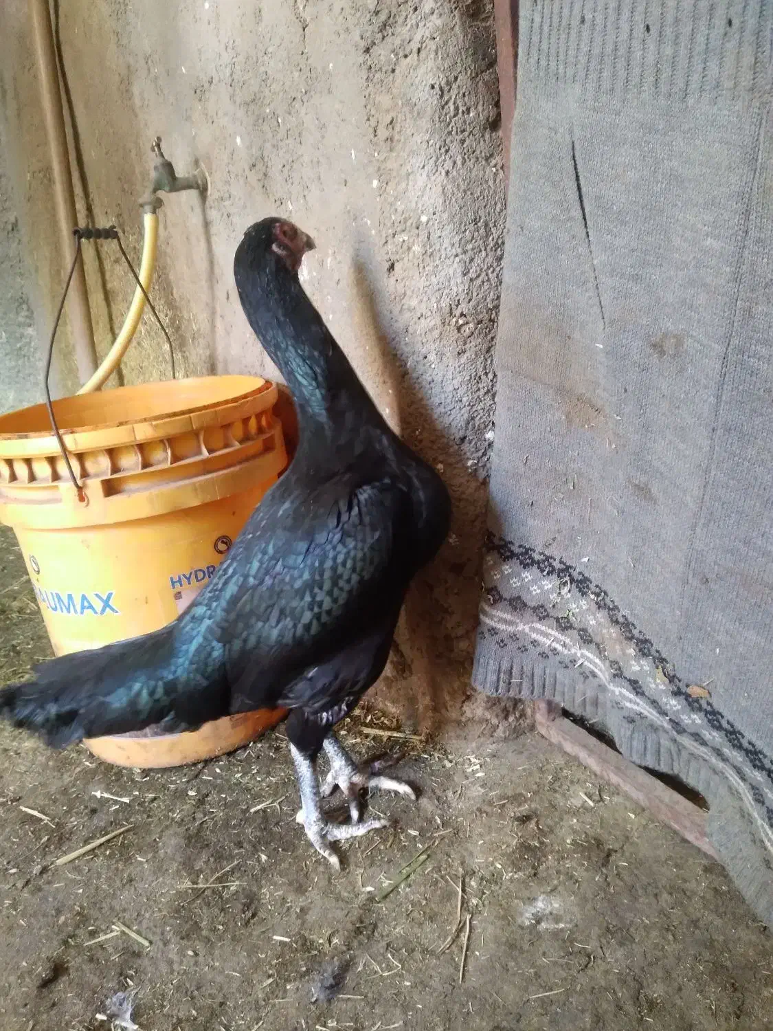 مرغ وخروس لاری اصل|حیوانات مزرعه|نیر (اردبیل), |دیوار