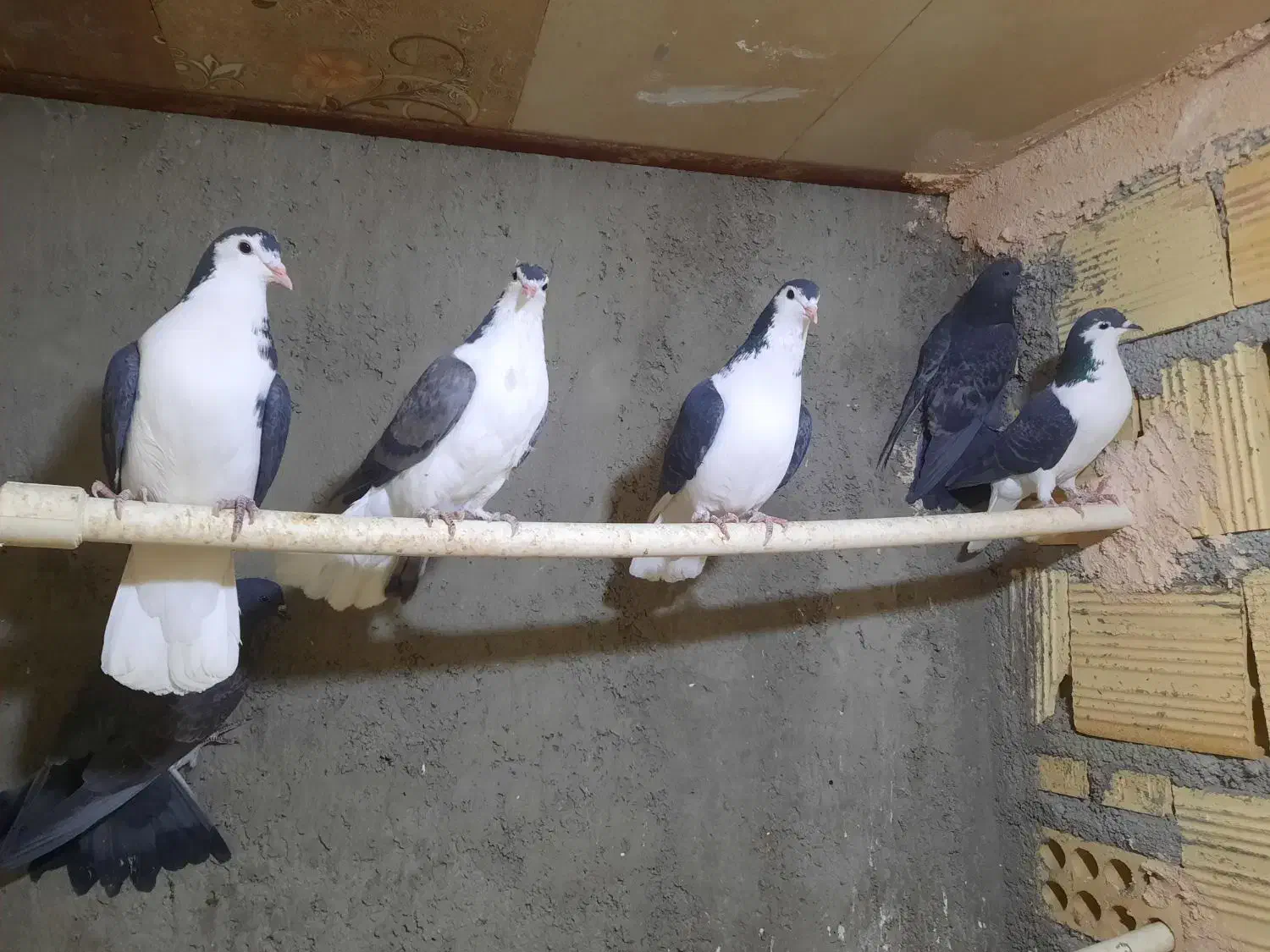 اصفهانی|پرنده|یزد, |دیوار