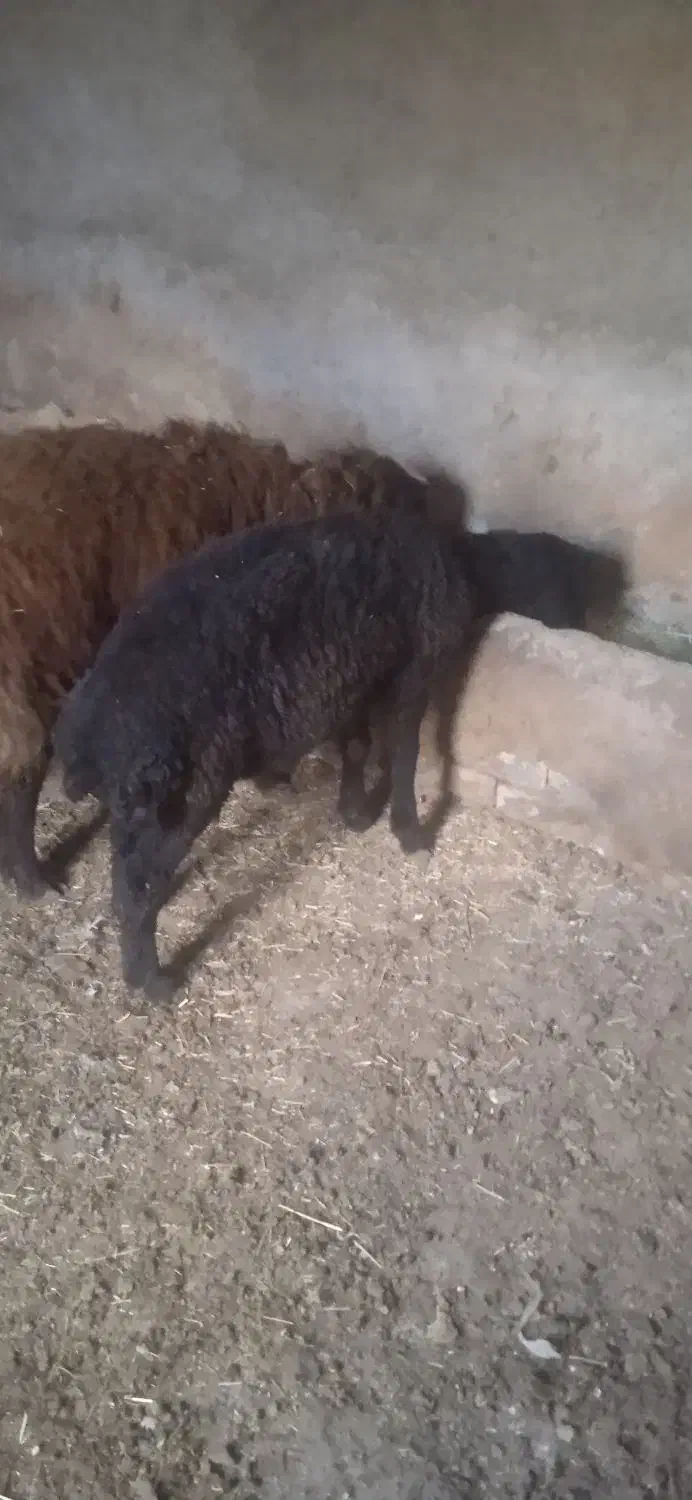 کیلو ۶۰۰|حیوانات مزرعه|دهگلان, |دیوار