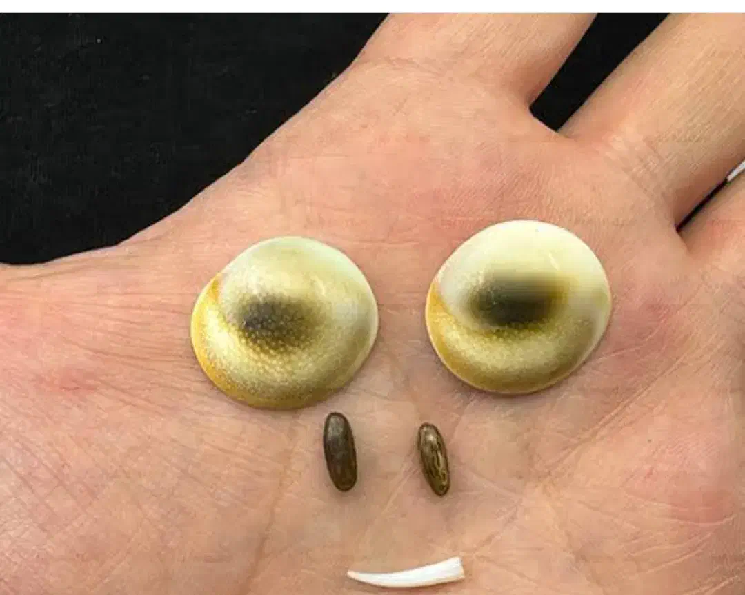 دعا|بدلیجات|سبزوار, قاضی زاد|دیوار