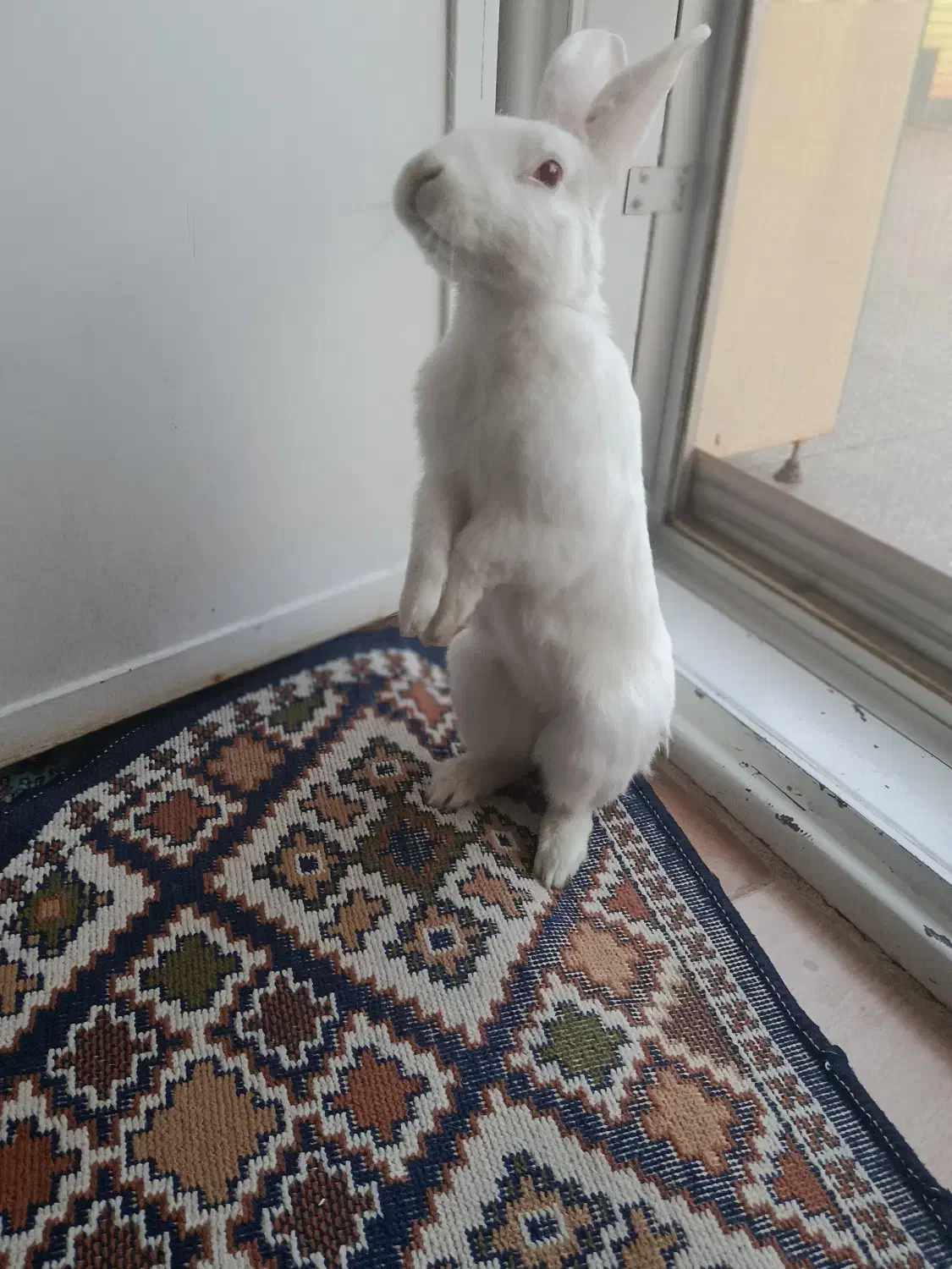 خرگوش نژاد آلبینو|موش و خرگوش|زرند, |دیوار