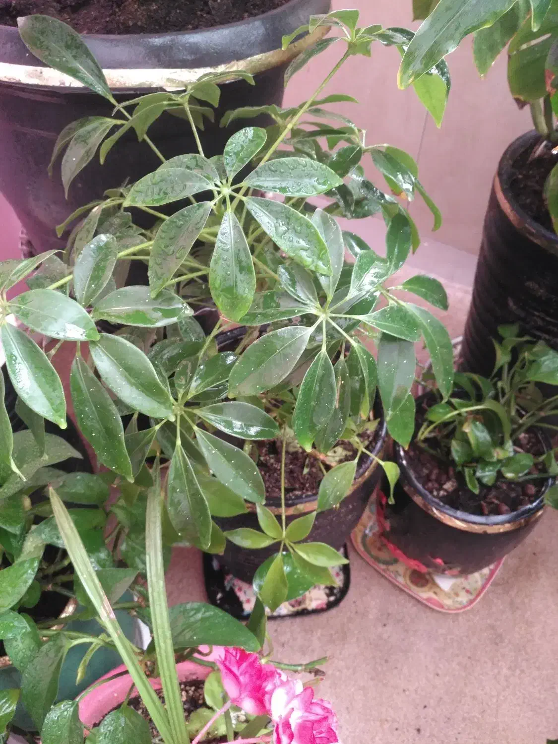 گل و گیاه طبیعی|گل و گیاه طبیعی|تهران, سلسبیل شمالی|دیوار