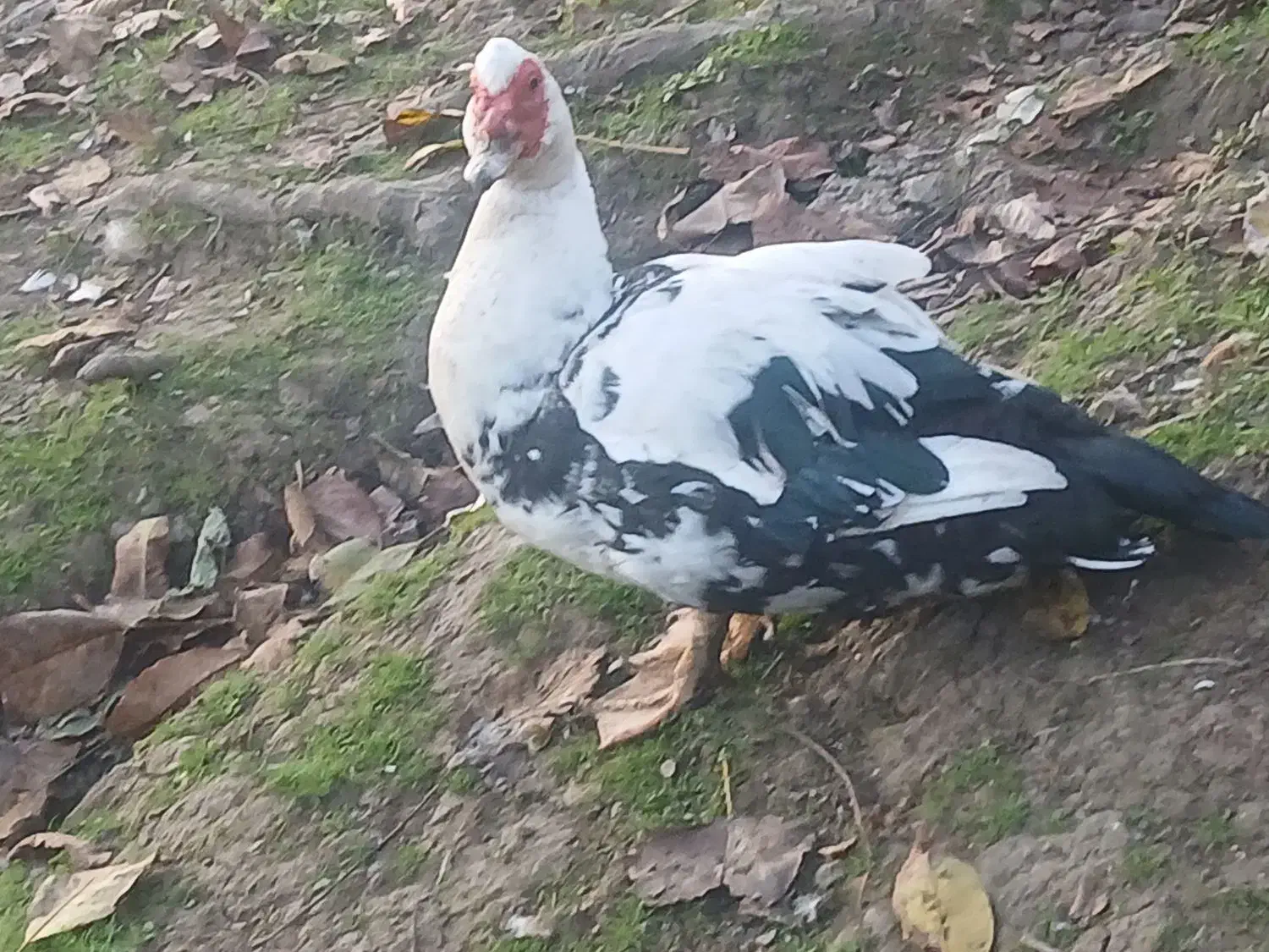 اردک اسرائیلی نر سنگین وزن|حیوانات مزرعه|اطاقور, |دیوار