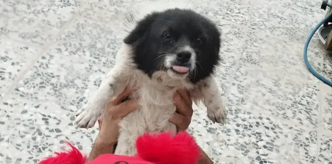 گمشده در محدوده تختی 18|سگ|بم, |دیوار