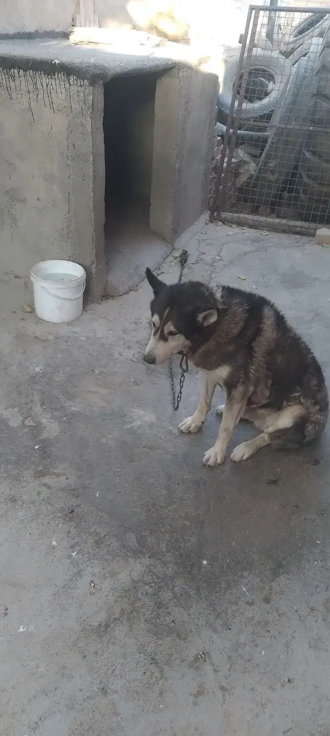 واگذاری سگ هاسکی نر|سگ|اسلامشهر, بهرام آباد|دیوار