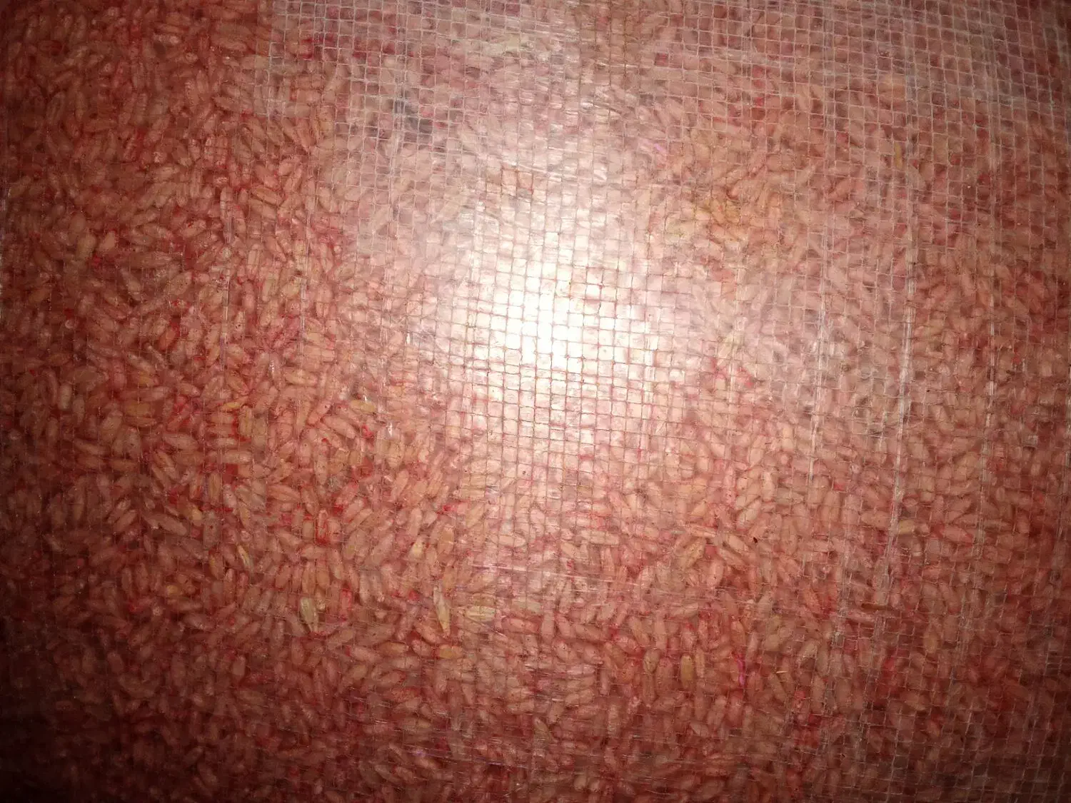 گندم آذر 2 و نخود پا بلند بذری دیم فروش فوری|عمدهفروشی|کنگاور, |دیوار