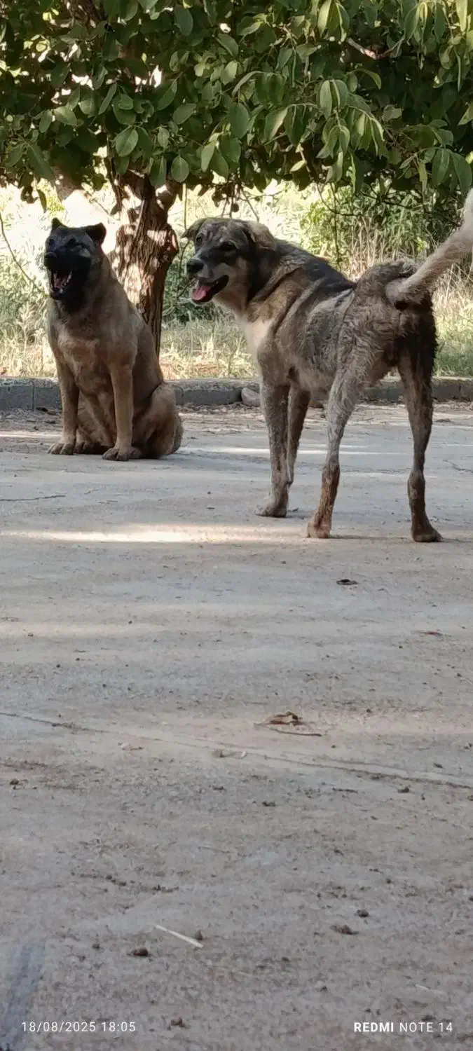 گمشده|حیوانات|شاهین دژ, |دیوار