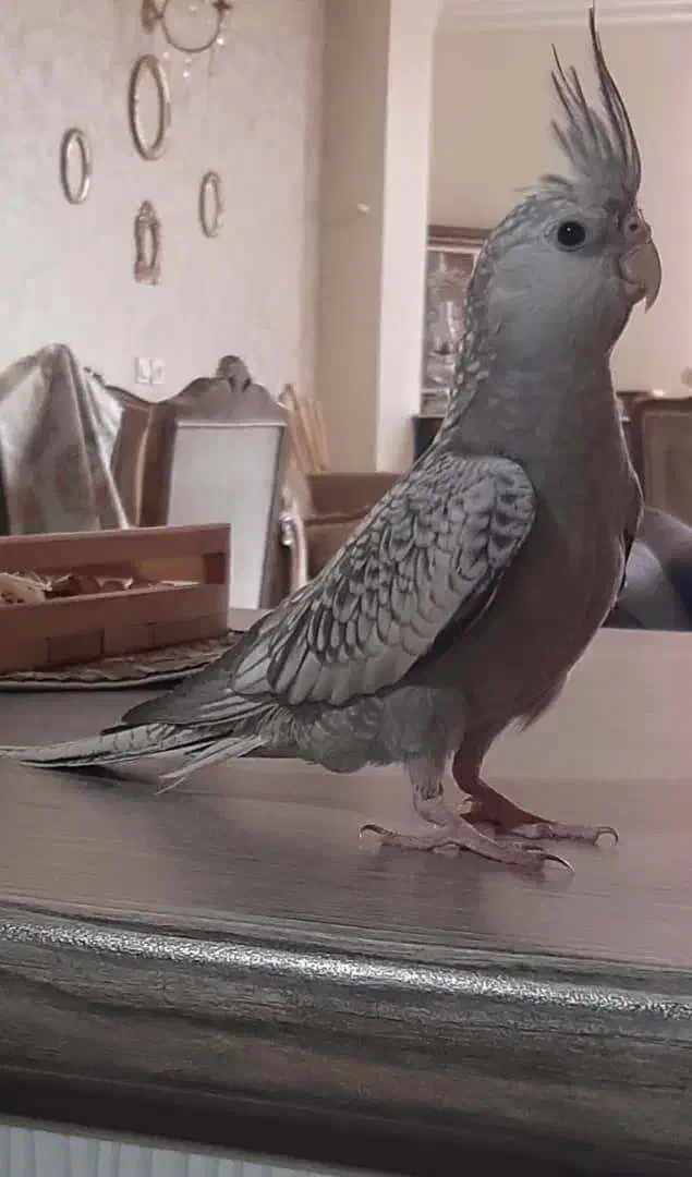 عروس هلندی گمشده|حیوانات|اصفهان, سیچان|دیوار