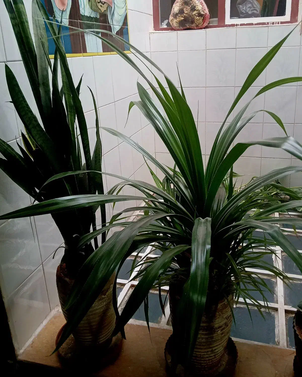 گل و گیاه|گل و گیاه طبیعی|شیراز, شهرک والفجر|دیوار