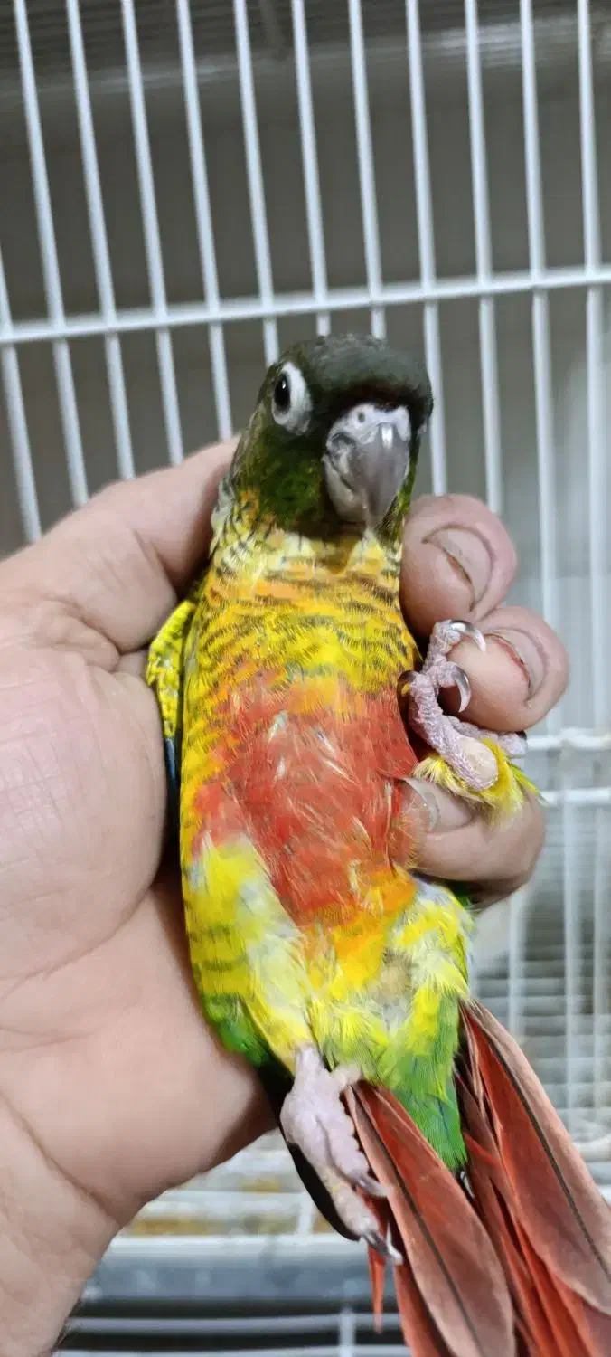 جوجه گرینچیک|پرنده|مشهد, شهرک مطهری|دیوار