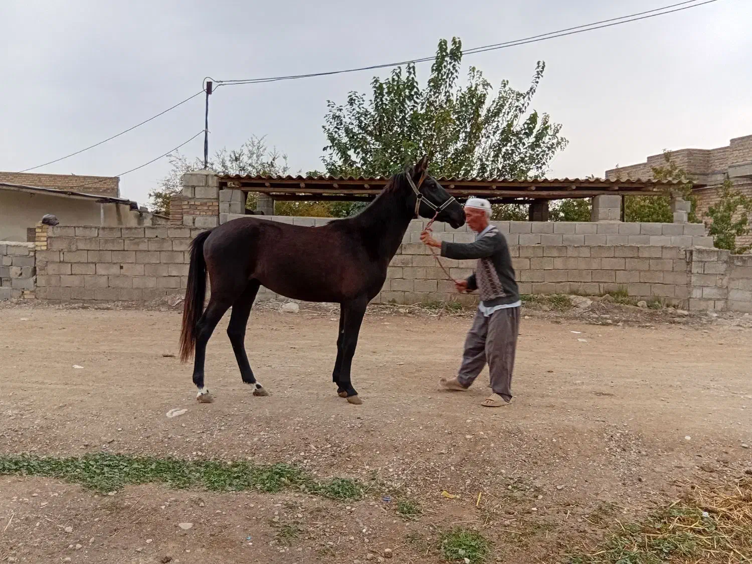 اسب نر|اسب و تجهیزات اسب‌سواری|گنبد کاووس, |دیوار