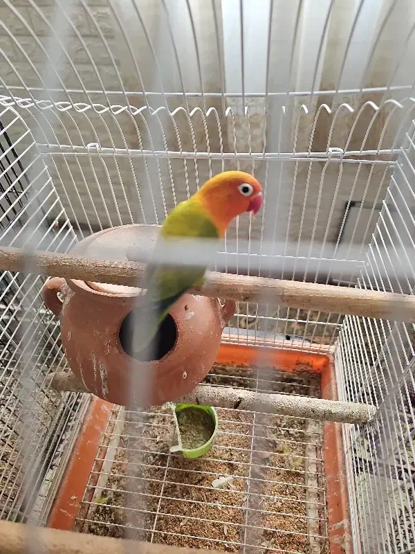 اوپلاین گرین جفت|پرنده|تهران, سردارجنگل|دیوار