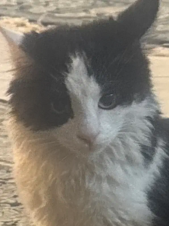 واگذاری رایگان گربه|گربه|تهران, گلستان (شهرک راه آهن)|دیوار