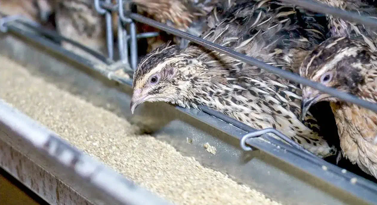 بلدرچین بالغ|حیوانات مزرعه|بندر ترکمن, |دیوار