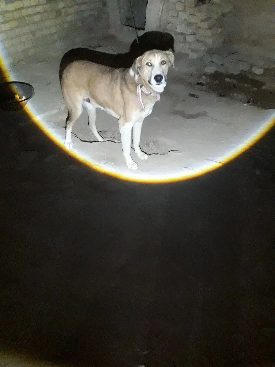 سگ سرابی|سگ|خنجین, |دیوار