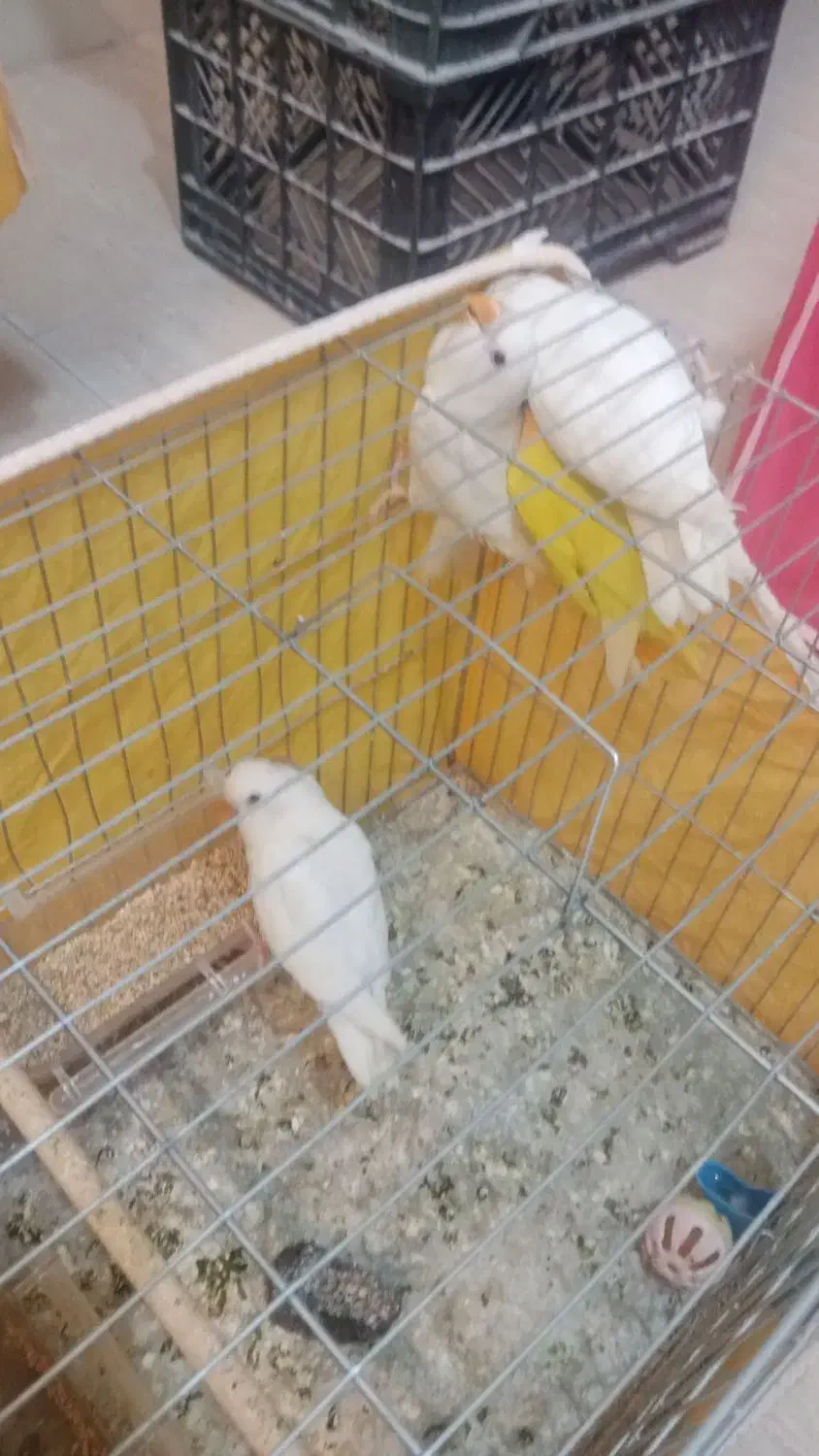 طوطی کوتوله برزیلی|پرنده|اصفهان, آبشار|دیوار