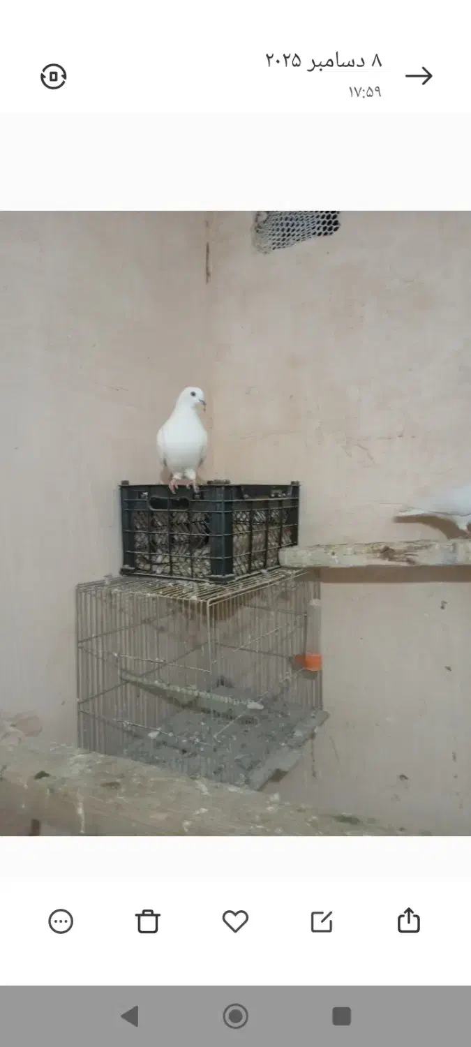 نروماده هردو آماده|پرنده|آذرشهر, |دیوار