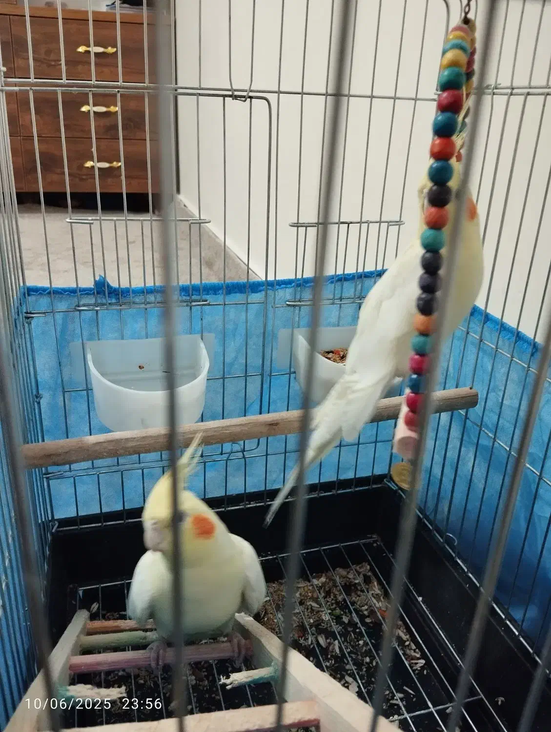 عروس هلندی|پرنده|هشتگرد, فاز ۳ مهستان|دیوار