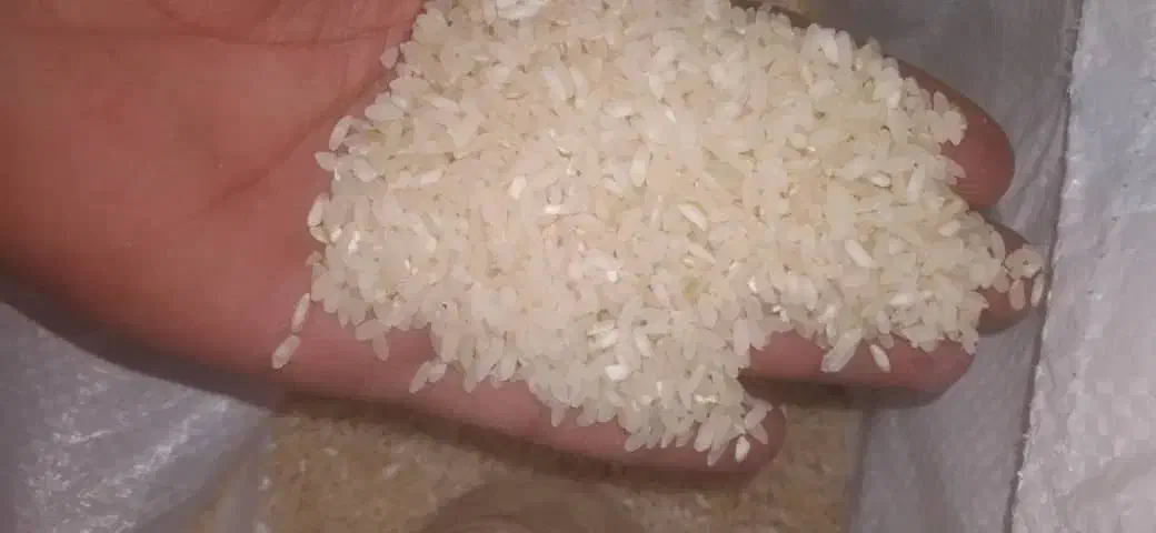 برنج کامفیروزی|عمدهفروشی|بندر کنگان, |دیوار