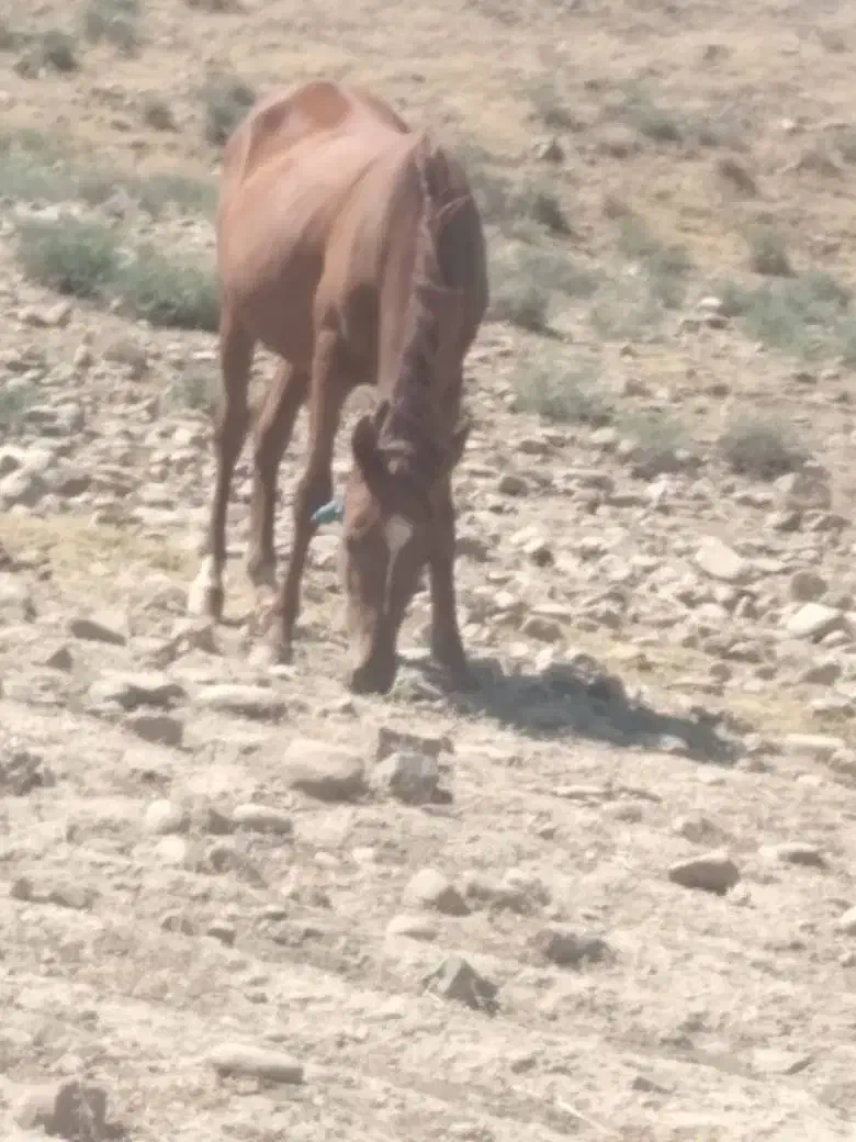 مادیان ونوزین|اسب و تجهیزات اسب‌سواری|مسجد سلیمان, |دیوار