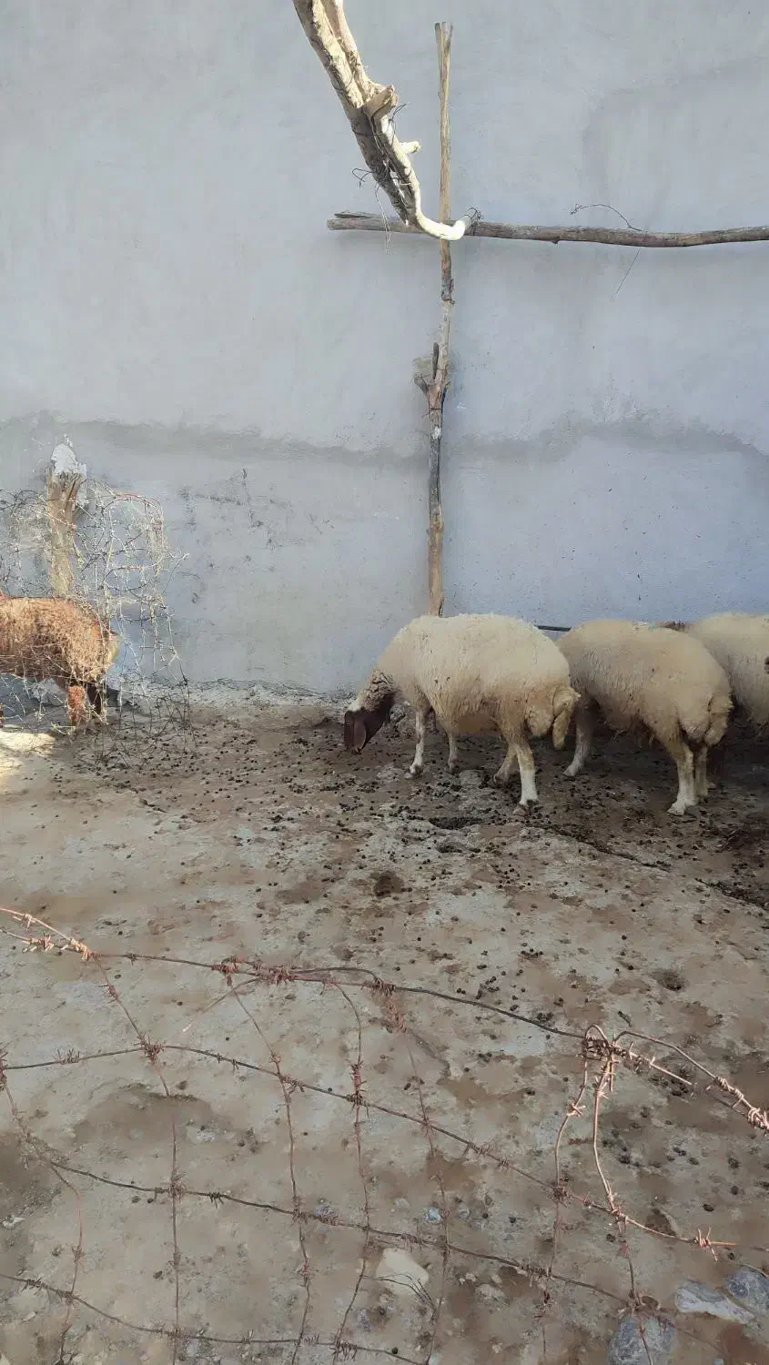 میش یا گوسفند  آبستن|حیوانات مزرعه|سیوان, |دیوار