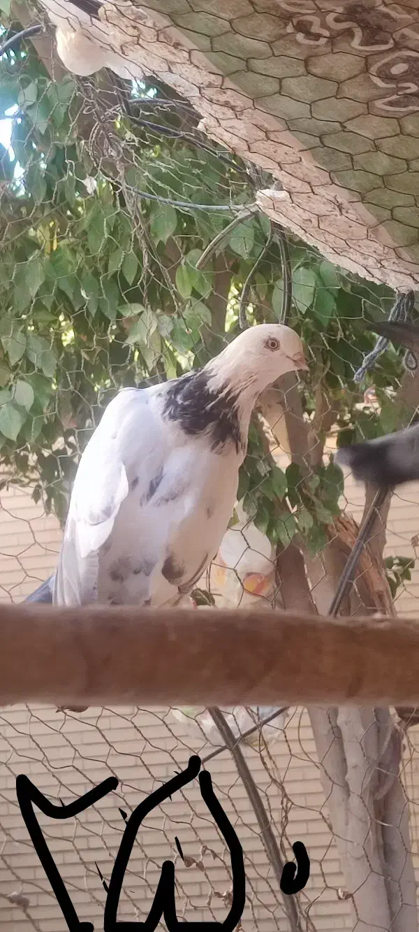 کفتر|پرنده|اردکان, |دیوار