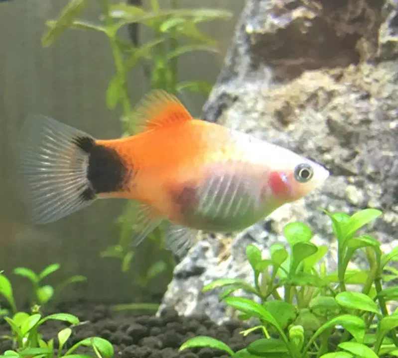 جفت پلاتی میکی موس|ماهی|ارومیه, |دیوار