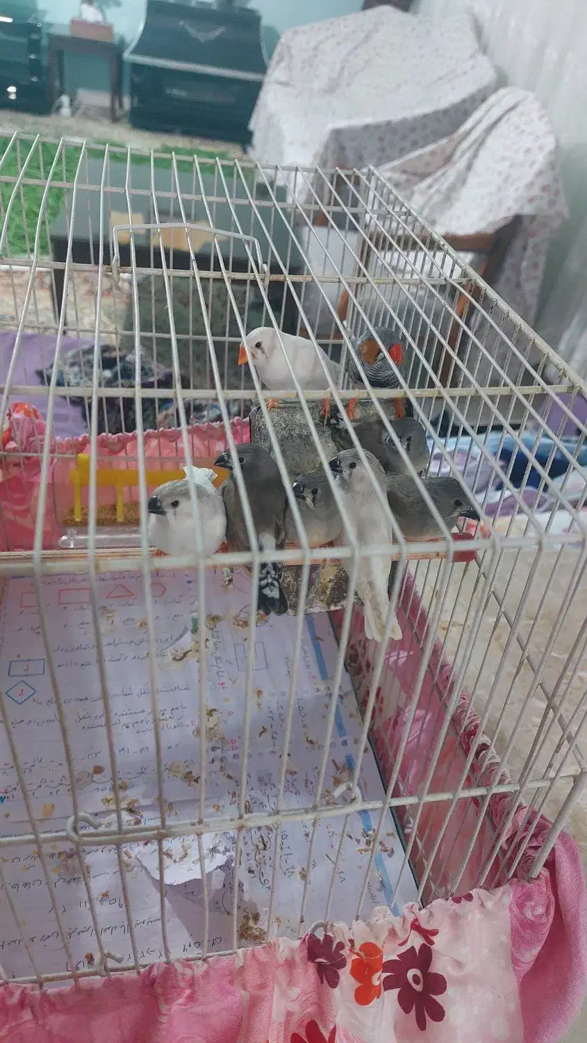 فنچ زبرا|پرنده|مشهد, ویلاشهر|دیوار