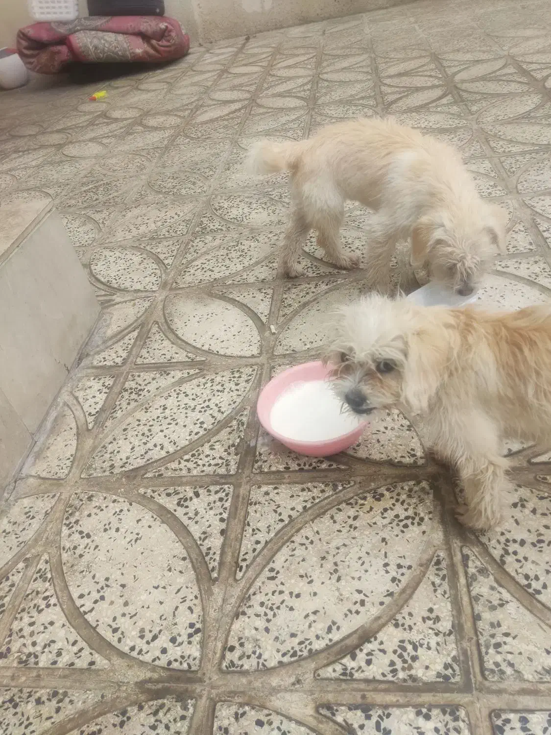 سگ شیدزو|سگ|ایلام, |دیوار