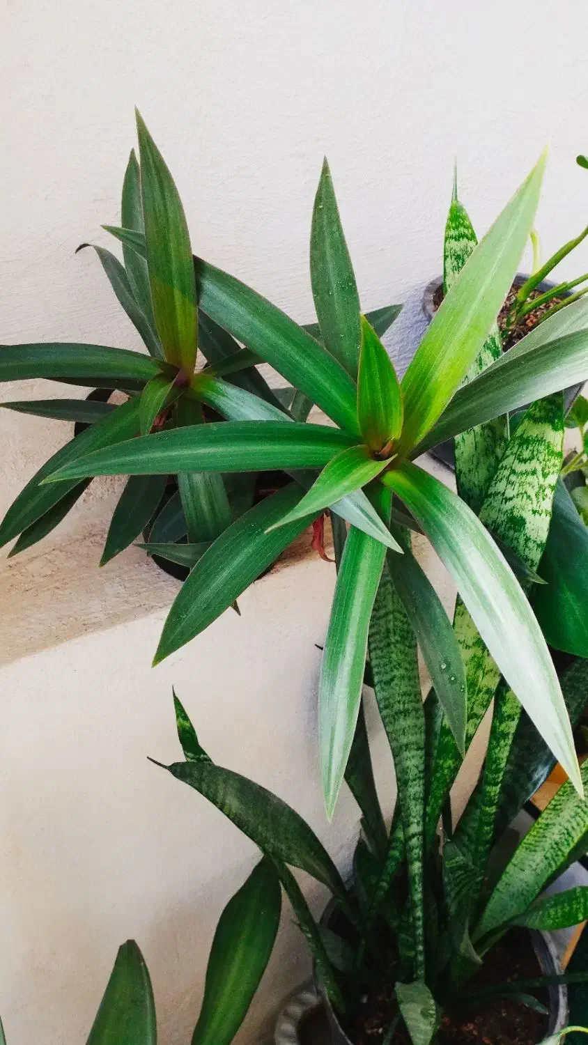 فیلندندرون|حراج|سرپل ذهاب, |دیوار